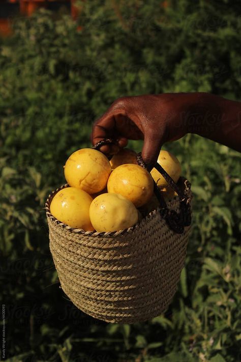 A Tanzanian man holding a basket of yellow passion fruit. Yellow Passion Fruit, Fruit Box, African Men, Passion Fruit, Get Outside, Family Portraits, Food Photography, Hold On, Color Palette