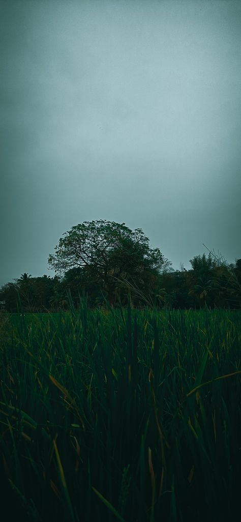 Rain, photography,village, Greenery, landscape,ideas,trees, Village Rain Photography, Kerala Village Photos, Rain In Village, Village Snap, Rain Village, Village Photo, Village Photos, Views Video, Indian Village