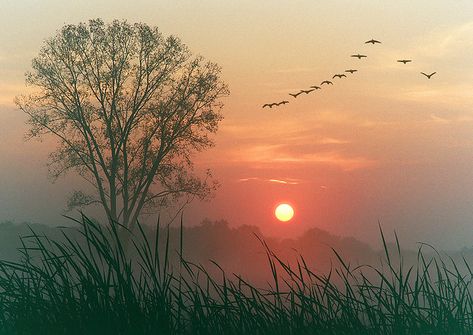 geese There is nothing that reaches into the soul so much as the sight and sound of the wild geese. Beautiful Japanese Words, Dawn Images, Natural Photography, Digital Photography School, Tree Images, Wayne Dyer, Photography Challenge, Tree Photography, Dundee