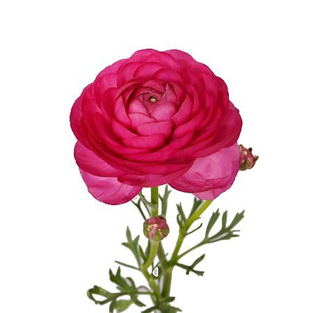 Sams Club Flowers, Pink Ranunculus, Red And White Weddings, Fresh Flower Bouquets, Green Garland, Flowers Bouquet Gift, Flower Care, Fresh Cut Flowers, Spray Roses