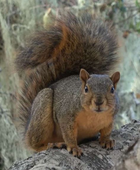 Squirrel Species, American Red Squirrel, Images Of Squirrels, Eastern Gray Squirrel, Gray Squirrel, Animal Taxidermy, Black Squirrel, Fox Squirrel, Different Species