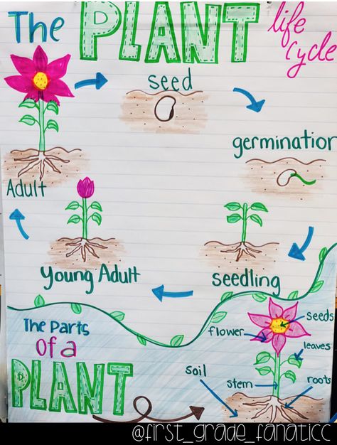 The Plant Life Cycle Anchor Chart Plant Life Cycle Anchor Chart, Life Cycle Anchor Chart, Plants Life Cycle Activities, Life Cycle Activities, Teaching Plants, Plants Kindergarten, Plant Lessons, Life Cycle Craft, Kindergarten Anchor Charts