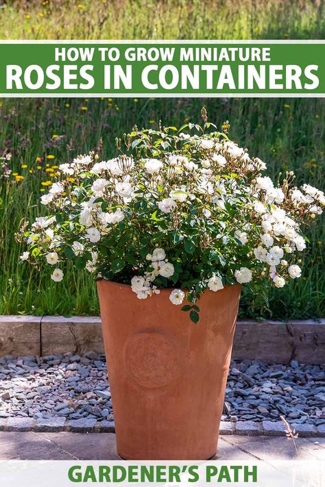 Mini Roses Outdoors, Roses In Containers, Roses In Pots, Landscape Planters, Container Roses, Miniature Roses, Best Roses, Vegetable Benefits, Acid Loving Plants