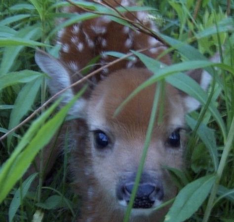 Pretty Animals, Silly Animals, Baby Deer, Cute Creatures, Cute Little Animals, 귀여운 동물, Spirit Animal, Fur Babies, Baby Animals