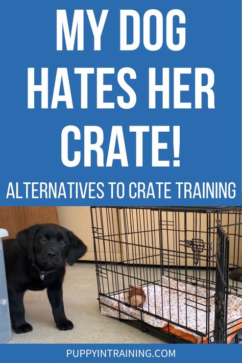 How To Crate Train An Older Dog, Dog Crate Alternative, Crate Training Schedule, Crate Training Puppy Schedule, Puppy Schedule, Crate Training Dog, Dog Training Commands, Smart Dogs, Puppy Room