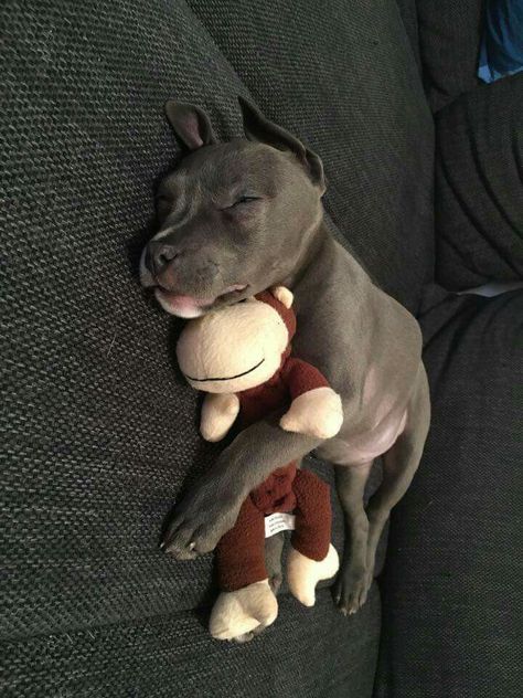 Omg look at this baby Marisa Core, Cute Pitbulls, Pretty Pets, Pretty Animals, Pitbull Puppies, Cute Dogs And Puppies, Cute Animal Photos, Pitbull Dog