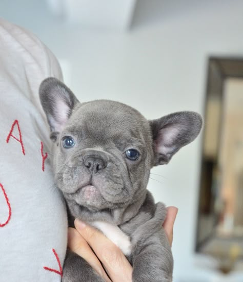 Blue Eye French Bulldog, Blue Brindle French Bulldog, Grey French Bulldog Blue Eyes, Blue French Bulldog Puppies, Grey And White French Bulldog, Fluffy French Bulldog Full Grown, Cute Bulldog Puppies, French Dogs, Bulldog Francese