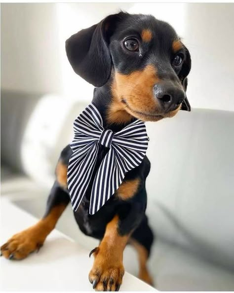 Dog Owner Matching, Dog Bandana Diy, Handmade Dog Accessories, Dog Sewing Patterns, Dog Accesories, Dog Clothes Diy, Sailor Bow, Dog Business, Dog Projects