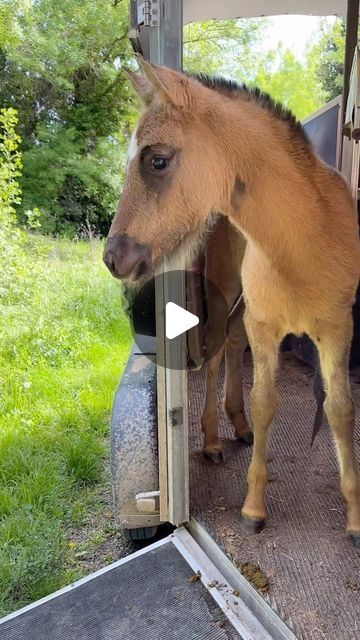 𝑀𝐸𝑅𝐼𝐿𝑉𝐸𝑅 on Instagram Cool Horses, Equestrian Funny, Funny Horse Pictures, Funny Horse Videos, Busy Boards, Cute Horse Pictures, Busy Boards For Toddlers, Funny Horses, Horse Videos