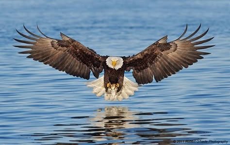 Eagle Tattoo Arm, Bald Eagle Photography, Event Poster Design Inspiration, Phoenix Bird Art, Driftwood Art Sculpture, Kenai Peninsula, Eagle Images, Bird People, Eagle In Flight