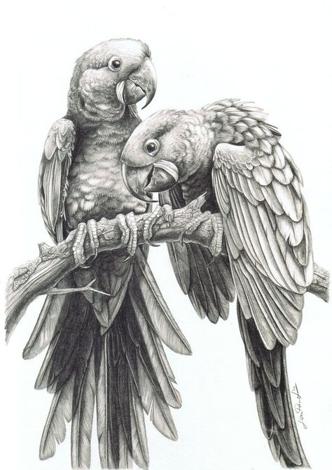 Anodorhynchus hyacinthinus by harpyja on DeviantArt Easy Pencil Drawings, Parrot Drawing, Pencil Drawings Of Animals, Cool Pencil Drawings, Pencil Drawings Easy, Pencil Art Drawings, Animal Sketches, Arte Animal, Bird Drawings