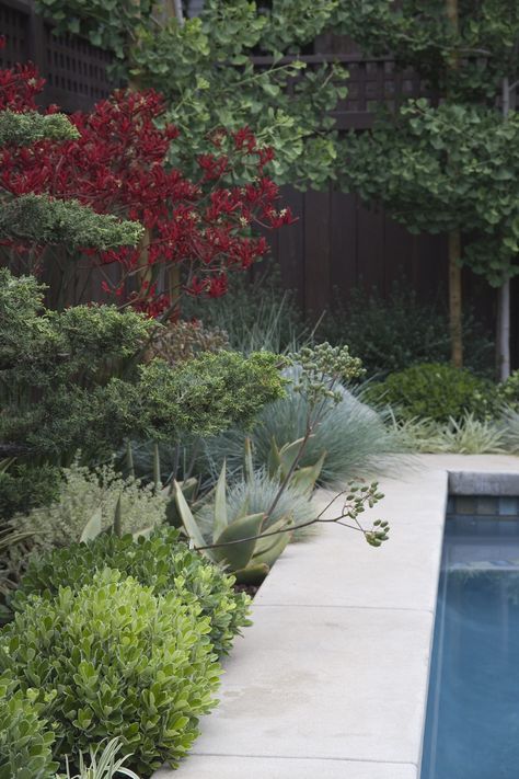 Craftsman Bungalow – Gabriela Yariv Pool Plants, Drought Tolerant Garden, Pool Landscape, Pool Water Features, Dry Garden, Australian Garden, Native Garden, Desert Landscaping, Pool Landscaping