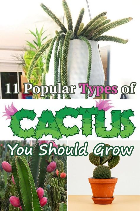 With so many Types of Cactus out there, it’s difficult to choose one for planting. To make things easier for you, we divided them into several categories! Types Of Cactus Plants Houseplant, Different Types Of Cactus Plants, Dragon Fruit Cactus Indoor, Types Of Cactus Plants Outdoor, Cactus Types Chart, Types Of Cactus Plants Names, Cactus Plants Indoor, Different Types Of Cactus, Cactus Identification