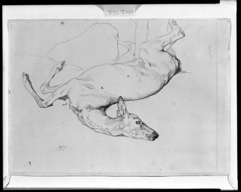 Deer Poses Drawing, Dead Deer Drawing, Dead Animal Drawing, Deer Poses, Edwin Landseer, Tattoos 2024, Dead Animals, Ap Art, Animal Sketches