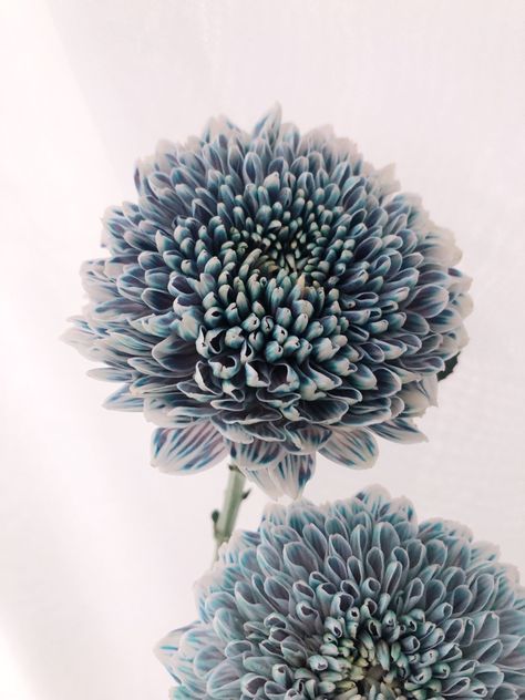 Blue Chrysanthemum, Dyed Flowers, Chrysanthemum Tattoo, Maiden Home, Flower Varieties, Art Environment, Boquette Flowers, Rosé Aesthetic, Album Diy