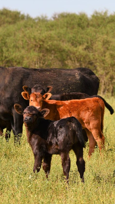 Red Angus Cows, Black Angus Cows, Cattle Business, Beef Cows, Angus Cows, Brahman Cattle, Black Angus Cattle, Angus Cow, Aberdeen Angus