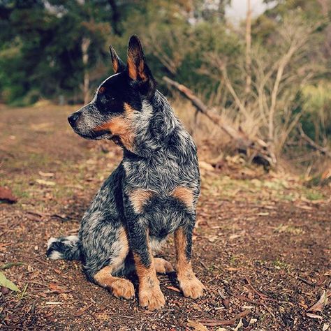 17 Photos Of Blue Heelers That Will Make You Say “Honey, We Need A Dog” Aussie Cattle Dog, Heeler Dogs, Austrailian Cattle Dog, Blue Heeler Puppies, Foto Cowgirl, Heeler Puppies, Blue Heelers, Blue Heeler Dogs, Cattle Dogs