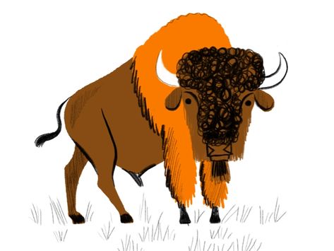 Bison Illustration, Buffalo Animal, Bison Art, Vintage Desert, Bull Art, Childrens Drawings, Pet Rocks, Love Illustration, Arte Animal