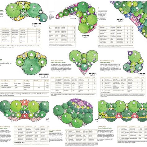 Front Yard Landscape Plan, Eastern Redbud Tree, Large Yard Landscaping, Native Plant Landscape, Eastern Redbud, Redbud Tree, Native Plant Gardening, 2024 Ideas, Planting Plan