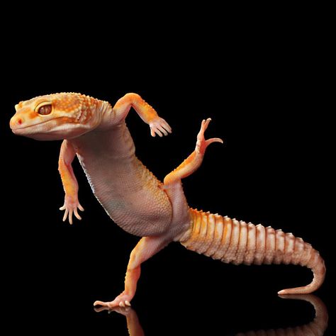 Amazing dancing geckos in Indonesia photographed by Shikhei Goh. Funny Lizards, Cute Gecko, Cute Lizard, Dancing Animals, Cute Reptiles, Chameleons, Leopard Gecko, Reptiles And Amphibians, Lizards