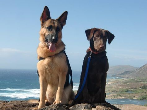 Lab and german shepherd friends. German Shepherd And Labrador, Photography Board, Dream Dog, Motivation Board, Our Friendship, The Shepherd, Black Lab, Working Dogs, German Shepherd