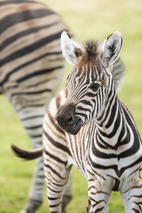 A baby zebra was born at Werribee Open Range Zoo, and our hearts are exploding Cute Zoo Animals, Wild Animals, Baby Zoo Animals, Zebra Wallpaper, Zebras Animal, Baby Zebra, African Animals, Animal Wallpaper, Safari Animals