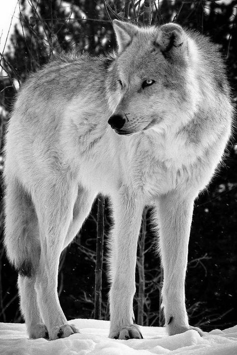 Wolf World, Wolf Husky, Wolf Photos, Wolf Love, Wild Wolf, Wolf Pictures, Wolf Spirit, Beautiful Wolves, Wild Creatures