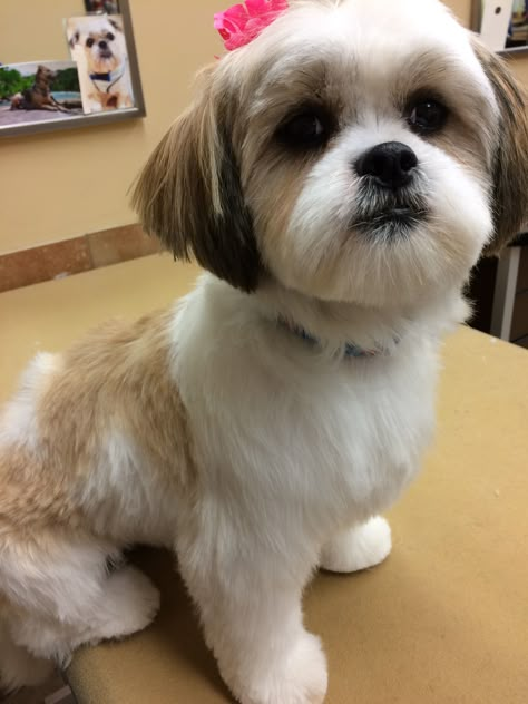 Imperial Shih Tzu Haircuts, Shitzu Haircuts Teddy Bears, Lhasa Apso Haircut Styles, Shi Tzu Hairstyles Short, Shih Tzu Grooming Styles Teddy Bears, Shichon Grooming Styles, Shihtzu Haircut Short, Short Shitzu Haircut, Malshi Haircuts