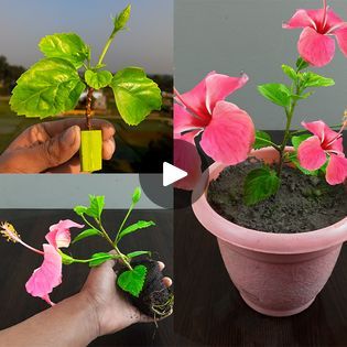 How to Propagate Hibiscus From Cuttings / using natural rooting hormone aloe vera (With Updates) | How to Propagate Hibiscus From Cuttings / using natural rooting hormone aloe vera (With Updates) | By Rana CraftFacebook Propagate Hibiscus, Rooting Hormone, Aloe Vera, Hibiscus, Garden Landscaping, Plants