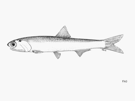 Anchovy Drawing, Anchovies Drawing, Anchovies Illustration, Anchovy Tattoo, Anchovy Illustration, Snook Drawing Fish, Sardine Drawing Illustrations, Fish Biro Drawing, Ocean Tattoos