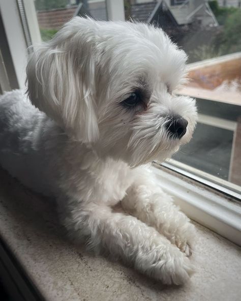 Maltese Poodle Mix Dogs, Maltese Haircut Teddy Bear, White Fluffy Puppies, Maltese Dogs Haircuts, Maltese Haircut, Bichon Maltese, Maltese Poodle Mix, White Maltese, Cute White Dogs