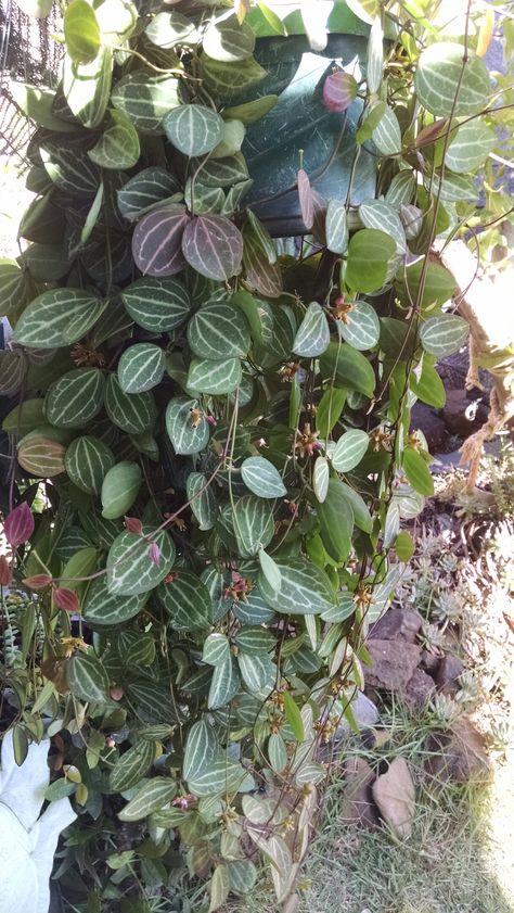 Dischidia ovata Dischidia Plant, Dischidia Ovata, Hoyas Plant, Hoya Collection, Plant Friends, Amazing Plants, Plant Wishlist, Indoor Gardens, Plants Indoor