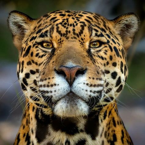 3h Jaguar Face, Jaguar Wallpaper, Jaguar Tattoo, Chevrolet Van, Jaguar Leopard, Jaguar Animal, Cat Biting, Large Cats, Leopards