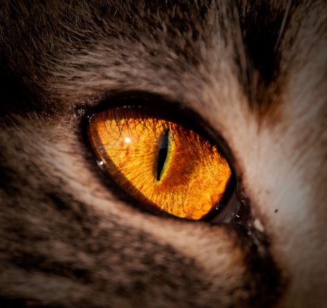 Golden Eye Aesthetic, Human Cat Eyes Aesthetic, Yellow Wolf Eyes, Orange Eyes Aesthetic, Golden Eyes Aesthetic, Golden Inktober, Cat Eyes Aesthetic, Yellow Eyes Aesthetic, Cat Eye Aesthetic