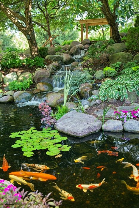 Ponds Ideas, Tanaman Air, Koi Pond Design, Koi Fishes, Yard Makeover, Fish Pond Gardens, Kolam Koi, Taman Air, Garden Pond Design