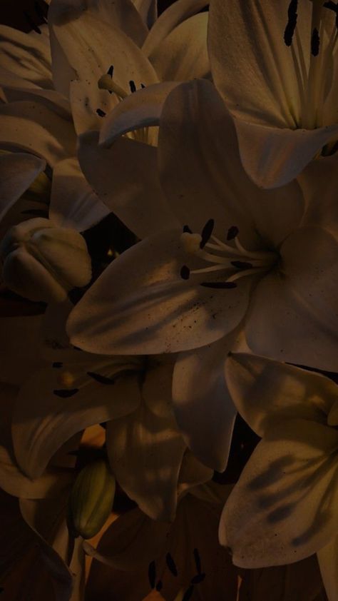 Aesthetic Pfp Flower, Dark Flower Aesthetic Background, Flower With Black Background Wallpaper, Dark Floral Aesthetic, Feminine Wallpaper, Homescreen Idea, Lily Wallpaper, Iphone Wallpaper Stills, Phone Lockscreen