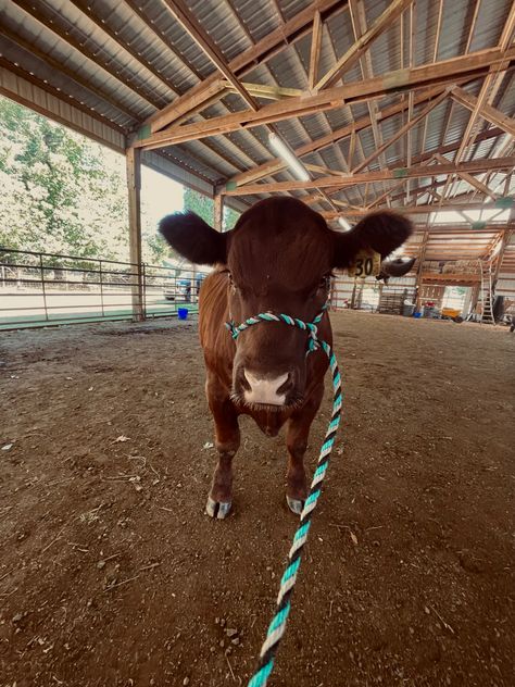 Steer Showing, Cow Showing, Livestock Animals, Showing Cattle, Farm Pets, Friends Aesthetics, Show Cows, Cow Wallpaper, Gus Gus