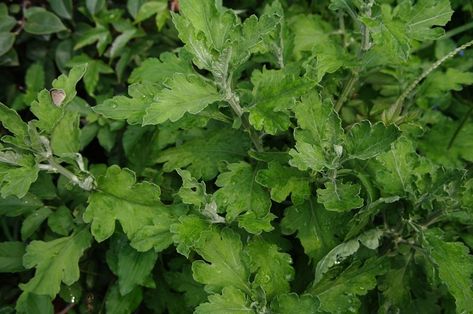 Learn about the Sweet Wormwood - Artemisia Annua (Sweet Annie), its benefits, medicinal uses, properties, dosage, indications, and side effects. Wormwood Benefits, Artemisia Annua, Herbal Medicine Recipes, Aloe Vera Benefits, Sweet Annie, Healing Plants, Community Gardening, Healing Herbs, Health Matters