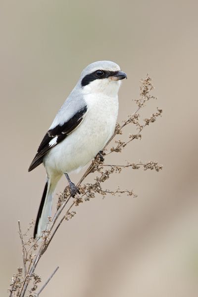 Loggerhead Shrike, Kinds Of Birds, Bird Pictures, Exotic Birds, Birds Tattoo, Pretty Birds, Bird Photo, Colorful Birds, Little Birds