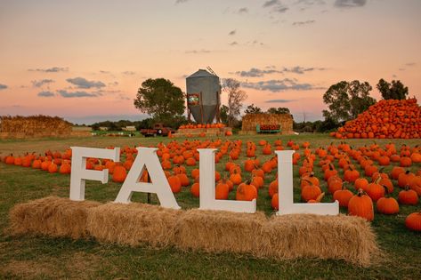 The fall festival at Lone Star Family Farm in Texas features thousands of pumpkins, corn mazes, a sunflower field, and tons more festive fun. Pumpkin Patch Business, Farm Tourism, Fall Festival Decorations, Pumpkin Patch Farm, Pumpkin Patch Party, Harvest Fest, Pumpkin Festival, Pumpkin Display, Pumpkin Photos