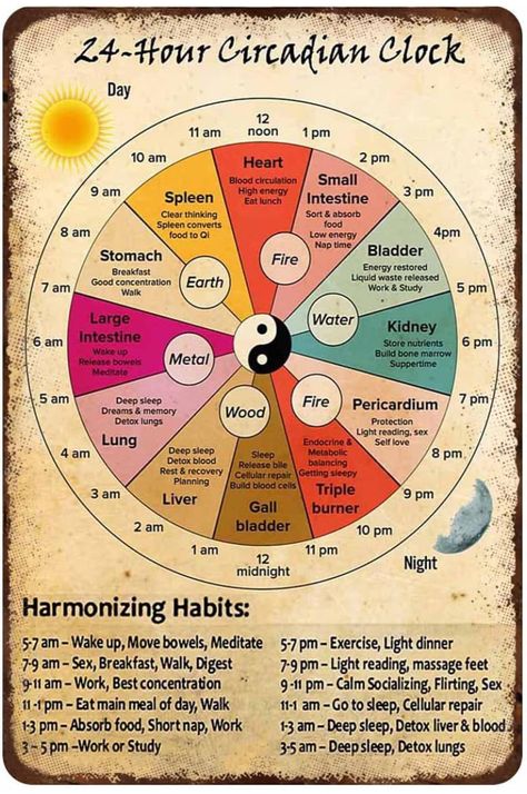 Circadian Clock, Clock Poster, Liquid Waste, Divine Goddess, Clear Thinking, Eat Lunch, Bone Marrow, Low Energy, Deep Sleep