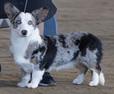 this would be my "Luna" Blue Merle Corgi, Merle Corgi, Husky Corgi, Cardigan Corgi, Pembroke Welsh Corgi Puppies, Corgi Owner, Welsh Corgi Puppies, Corgi Mom, Corgi Mix