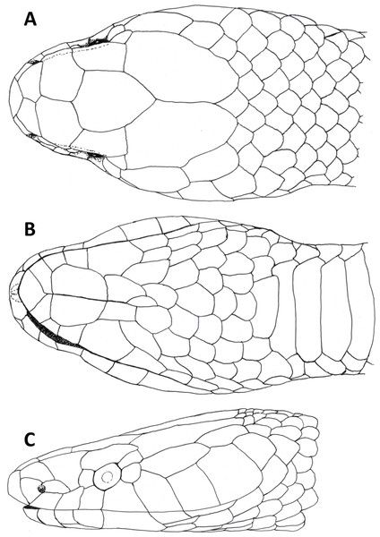 A large and unusually colored new snake species of the genus Tantilla (Squamata; Colubridae) from the Peruvian Andes [PeerJ] Snake Habitat, Snake Species, Dry Forest, Mitochondrial Dna, Snake Drawing, Snake Art, Animal References, Leopard Gecko, The Skull