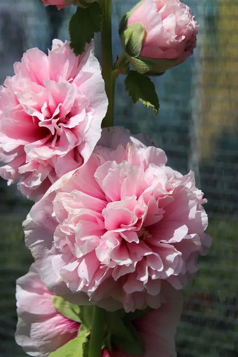 Double Flowered Hollyhocks, Double Hollyhocks Flowers, Hollyhock Varieties, Double Hollyhocks, Gardening 2023, Holly Hocks, Growing Hollyhocks, Raised Beds Diy, Beds Diy