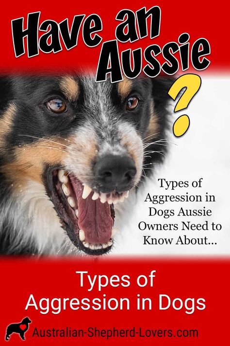 Aussiedor Dog, Australian Shepherd Grooming Styles, Australian Shepherd Puppy Training Tips, Aussie Training Tips, Training Australian Shepherd Puppy, Aussie Shepherd Puppy, Toy Aussie Shepherd, Aussie Quotes Australian Shepherd, How To Groom An Australian Shepherd