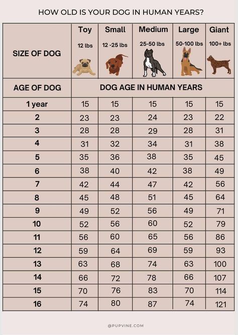 Dog Years Chart, Dog Age Chart, Meds For Dogs, Dog Size Chart, Giant Dog Breeds, Toy Dog Breeds, Dog Ages, Giant Dogs, Dog Years