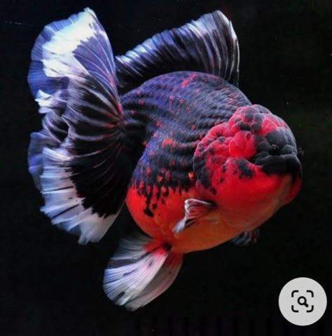 Oranda Fish, Telescope Goldfish, Goldfish Breeding, Ryukin Goldfish, Oranda Goldfish, Pet Goldfish, Pet Pug, Ikan Air Tawar, Goldfish Art