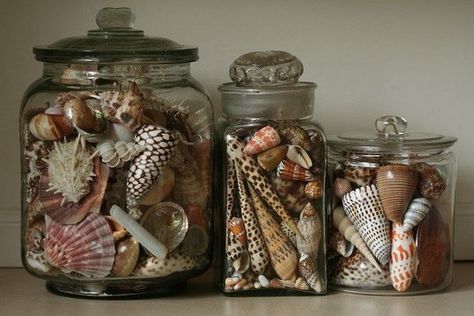 Shell Display Ideas Jars, Seashell Display, Shell Display, English Exam, Seashell Projects, Shell Crafts Diy, Shell Collection, She Sells Seashells, Sea Shell Decor