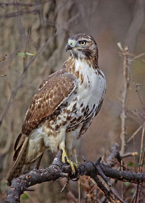 Red Tailed Hawk Photography, Red Tailed Hawk Art, Bird Front View, Hawk Photography, Hawk Photos, Hawk Pictures, Hawk Tattoo, Hawk Bird, American Robin