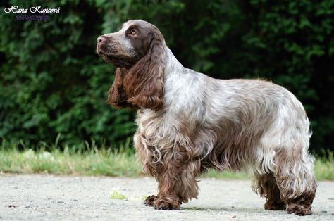 My girl Beyonce - liver roan Cocker Spaniel Liver Roan Cocker Spaniel, Roan Cocker Spaniel, Hunting Art, Cocker Spaniel Puppies, English Cocker, English Cocker Spaniel, Cocker Spaniels, Spaniel Puppies, Different Dogs